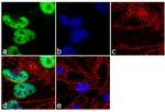 TDP-43 Antibody in Immunocytochemistry (ICC/IF)