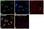 TDP-43 Antibody in Immunocytochemistry (ICC/IF)