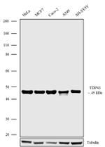 TDP-43 Antibody in Western Blot (WB)