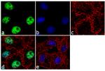 TDP-43 Antibody in Immunocytochemistry (ICC/IF)