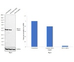 TDP-43 Antibody in Western Blot (WB)