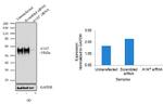 alpha-1 Antitrypsin Antibody in Western Blot (WB)