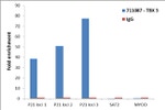 TBX3 Antibody