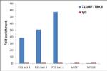 TBX3 Antibody in ChIP Assay (ChIP)