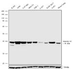 Annexin A1 Antibody in Western Blot (WB)