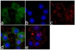 SSTR2 Antibody in Immunocytochemistry (ICC/IF)