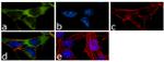 CHRM1 Antibody in Immunocytochemistry (ICC/IF)