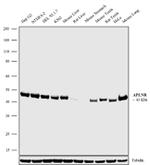 Apelin Receptor Antibody in Western Blot (WB)