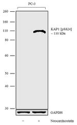 Phospho-TRIM28 (Ser824) Antibody in Western Blot (WB)