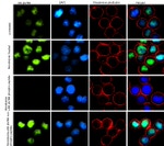 Phospho-Rb (Ser788) Antibody