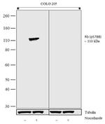 Phospho-Rb (Ser788) Antibody in Western Blot (WB)