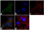 LATS1 Antibody in Immunocytochemistry (ICC/IF)