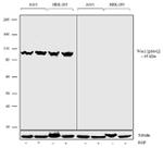 Phospho-WEE1 (Ser642) Antibody in Western Blot (WB)