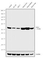 SGK1 Antibody in Western Blot (WB)