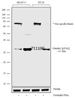 Phospho-Claudin 3 (Thr192) Antibody in Western Blot (WB)