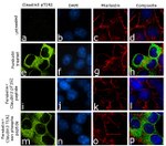 Phospho-Claudin 3 (Thr192) Antibody