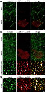 alpha Catenin Antibody in Immunocytochemistry (ICC/IF)