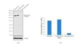 alpha Catenin Antibody in Western Blot (WB)