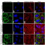 Phospho-Cytokeratin 8 (Ser432) Antibody in Immunocytochemistry (ICC/IF)