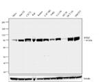 B-Raf Antibody in Western Blot (WB)