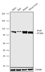 B-Raf Antibody in Western Blot (WB)