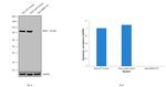 B-Raf Antibody