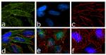 B-Raf Antibody in Immunocytochemistry (ICC/IF)