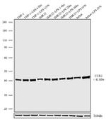 CCR2 Antibody