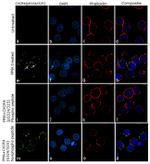 Phospho-CXCR4 (Ser324, Ser325) Antibody in Immunocytochemistry (ICC/IF)