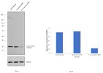 14-3-3 epsilon Antibody in Western Blot (WB)