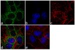 YBX1 Antibody in Immunocytochemistry (ICC/IF)