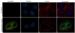 NGAL Antibody in Immunocytochemistry (ICC/IF)