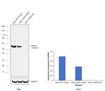 TRAF2 Antibody