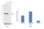 TRAF2 Antibody