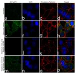 Phospho-Acetyl-CoA Carboxylase (Ser79) Antibody in Immunocytochemistry (ICC/IF)