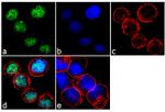 IRF4 Antibody in Immunocytochemistry (ICC/IF)