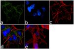 TBK1 Antibody in Immunocytochemistry (ICC/IF)