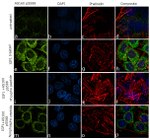 Phospho-AS160 (Ser588) Antibody