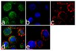 CX3CR1 Antibody in Immunocytochemistry (ICC/IF)