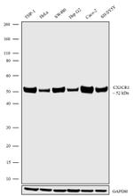 CX3CR1 Antibody in Western Blot (WB)