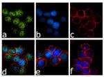 IRF8 Antibody in Immunocytochemistry (ICC/IF)