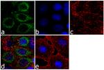 WNK1 Antibody in Immunocytochemistry (ICC/IF)