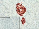 BDKRB2 Antibody in Immunohistochemistry (IHC)