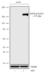 Phospho-EGFR (Tyr1045) Antibody in Western Blot (WB)