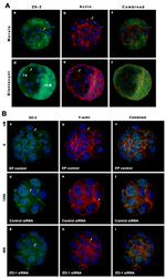 ZO-2 Antibody in Immunocytochemistry (ICC/IF)