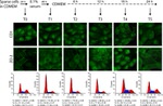 ZO-2 Antibody in Immunocytochemistry, Flow Cytometry (ICC/IF, Flow)