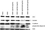 ZO-2 Antibody in Western Blot (WB)