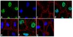 Phospho-Paxillin (Ser178) Antibody in Immunocytochemistry (ICC/IF)