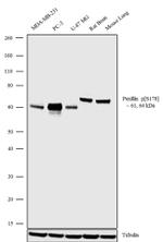 Phospho-Paxillin (Ser178) Antibody in Western Blot (WB)