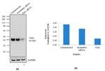 NDE1 Antibody